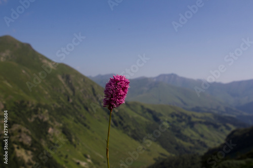 flowers on top of mountain