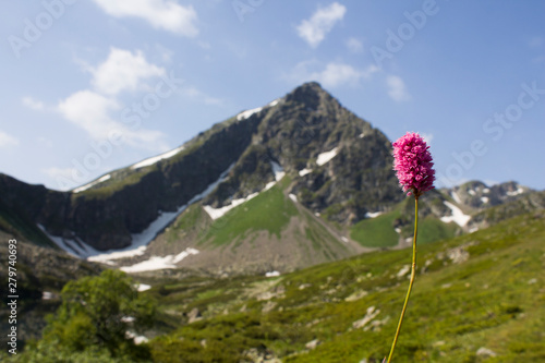 flower in the mountains