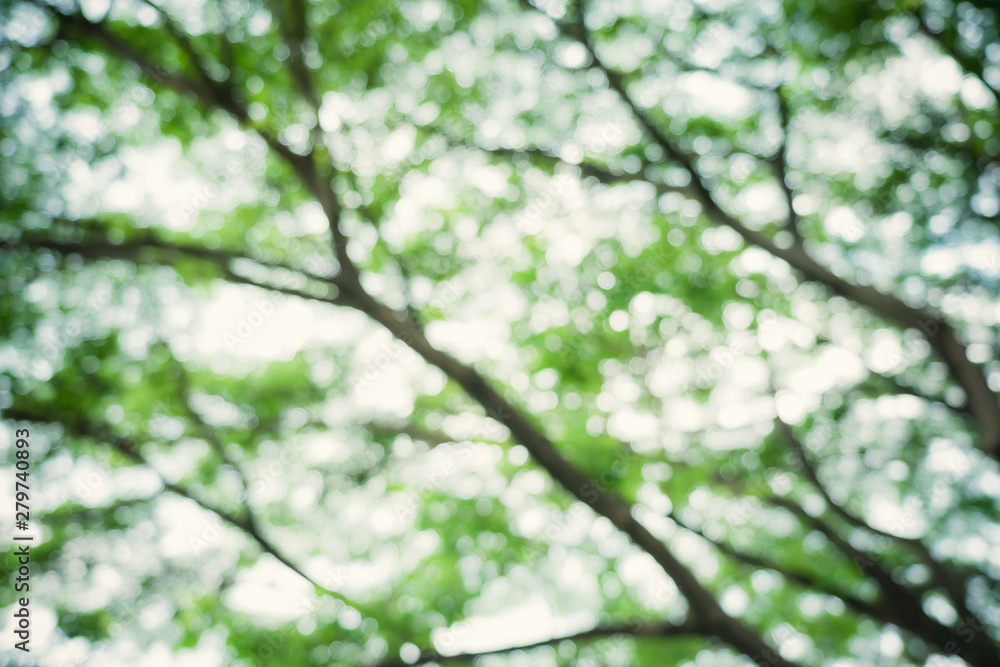 Obraz premium Green bokeh natural background.