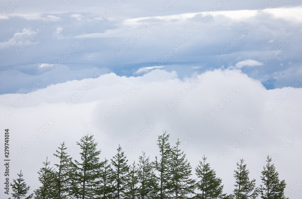 Landscape of  pine trees at Mount Fuji 5th Station. Blue sky with cloud, Japan