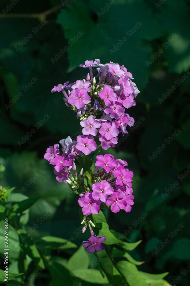 Fototapeta premium lovely lilac flowers in the garden