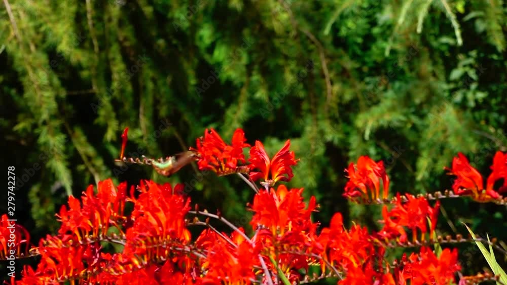 A hummingbird drinks nectar from a vibrant red flower. A hummingbird drinks nectar from a vibrant red flower.
