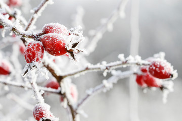 Frosted red rose hips in the garden