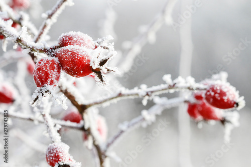 Frosted red rose hips in the garden