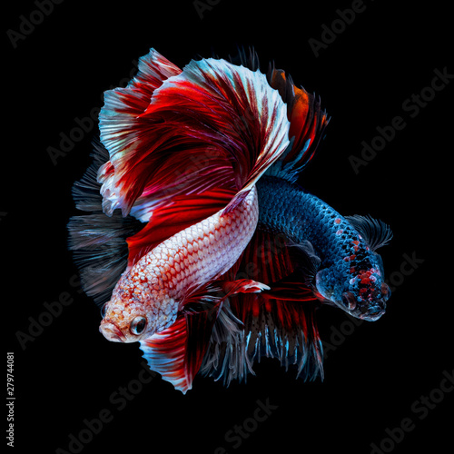 Betta fish Fight in the aquarium