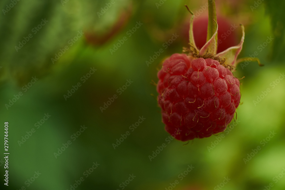 Branch of ripe raspberries in garden. Red sweet berries growing on raspberry bush in fruit garden. Branch of ripe raspberries in garden. Red sweet berries growing on raspberry bush in fruit garden.