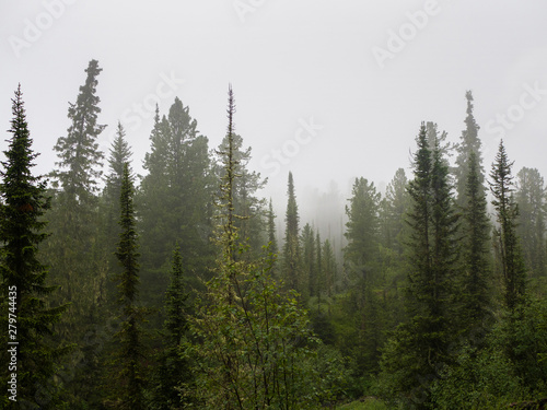 Fir-trees and cedars in a fog. Rain in the coniferous forest. Cloudy day in the mountains of Western Sayan