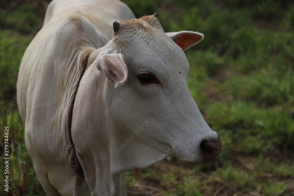 White Cow, India / Sri Lanka, Asia 