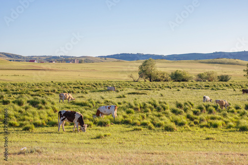Pasture for cows. Green meadows and hills with meadow grass © Annashou