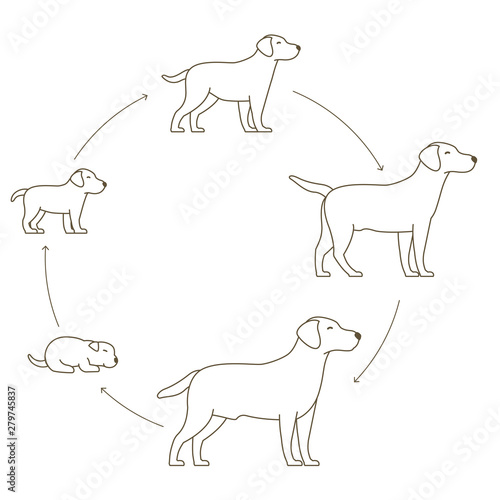 Round stages of dog growth set. From puppy to adult dog development. Animal mammals pets. Labrador retriever grow up circle animation progression. Pet life cycle. Outline contour line illustration.