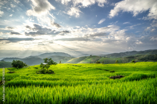 Terraces rice fields on mountain in Thailand. Beautiful nature background. © Thanaphong