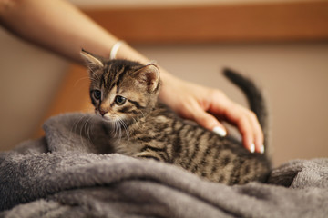 Cute little kitten on bed. Caring for pets, pet from the shelter for animals.