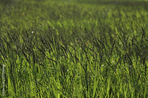 Close up, Rice plants with grains