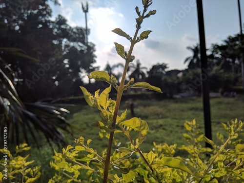 small growing plant