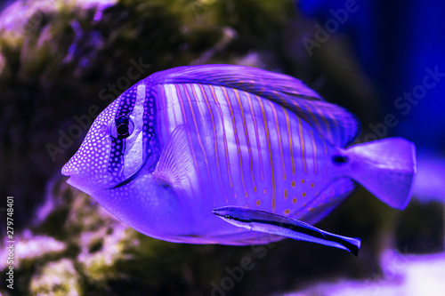 Fish - surgeon and bicolor wrasse - cleaner, close-up