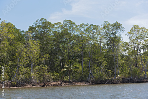 Mangrove forest on the shores of the Bahia de los Muertos at the mouth of the Rio Platanal Panama photo