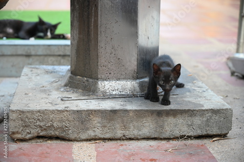 black kitten walk and look at you