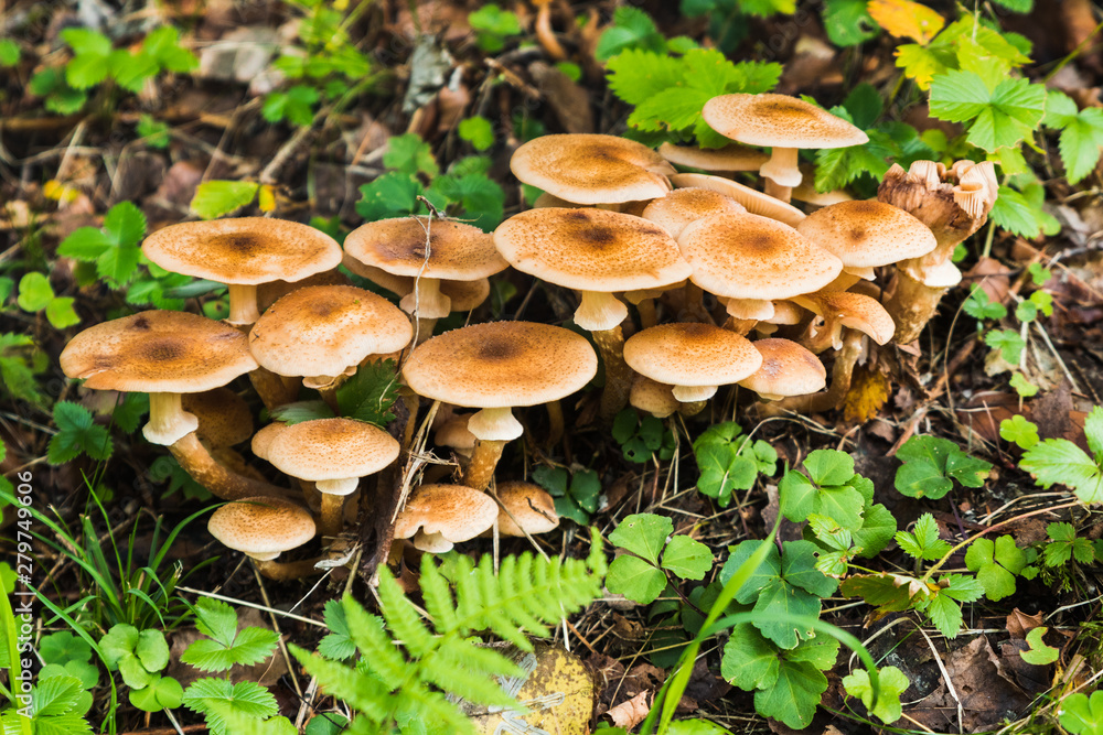 A group of mushrooms in the forest A group of mushrooms in the forest