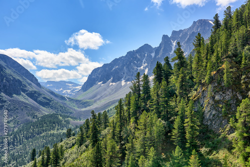 Dark coniferous taiga on mountainside in July photo