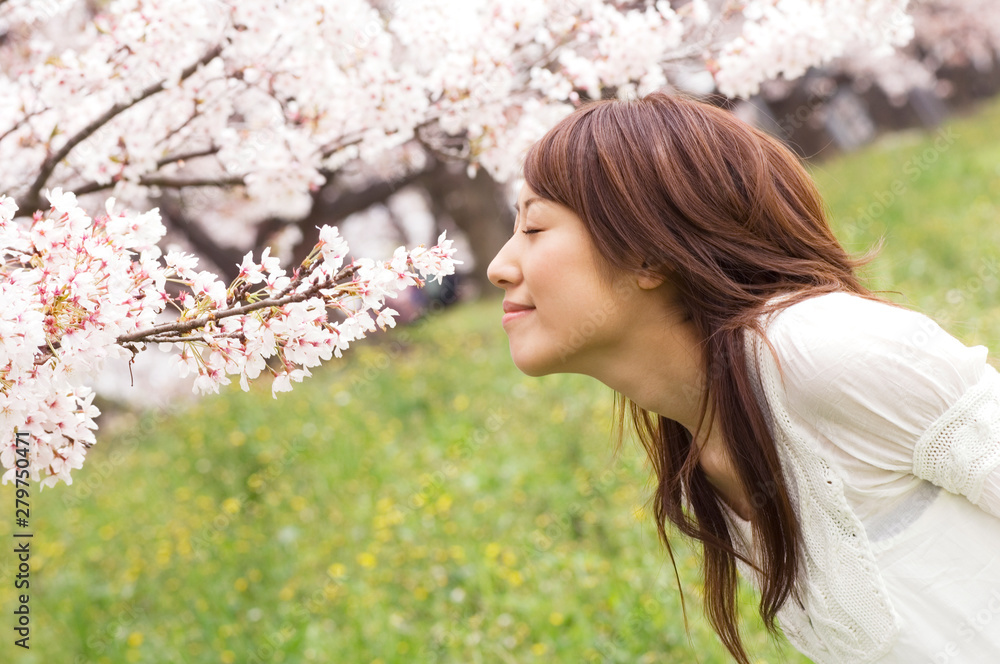 桜のにおいをかいでいる女性 桜のにおいをかいでいる女性