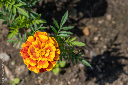 Natural background. Image of orange merigold in the garden