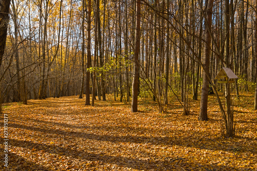 Autumn in the forest park. photo