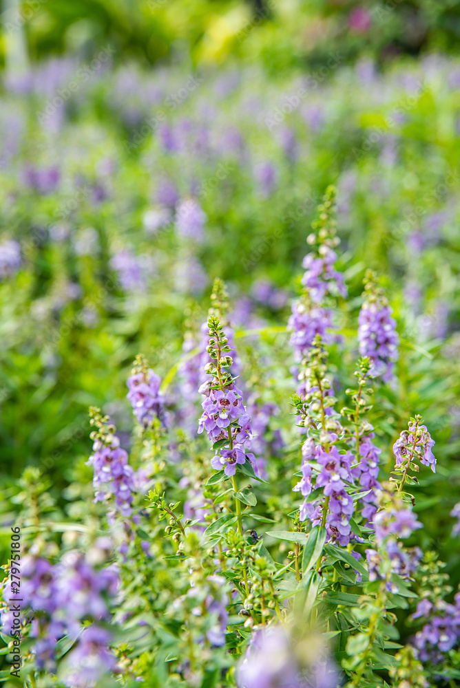 Purple Fragrant Finch Flower Blooming in Summer Park
