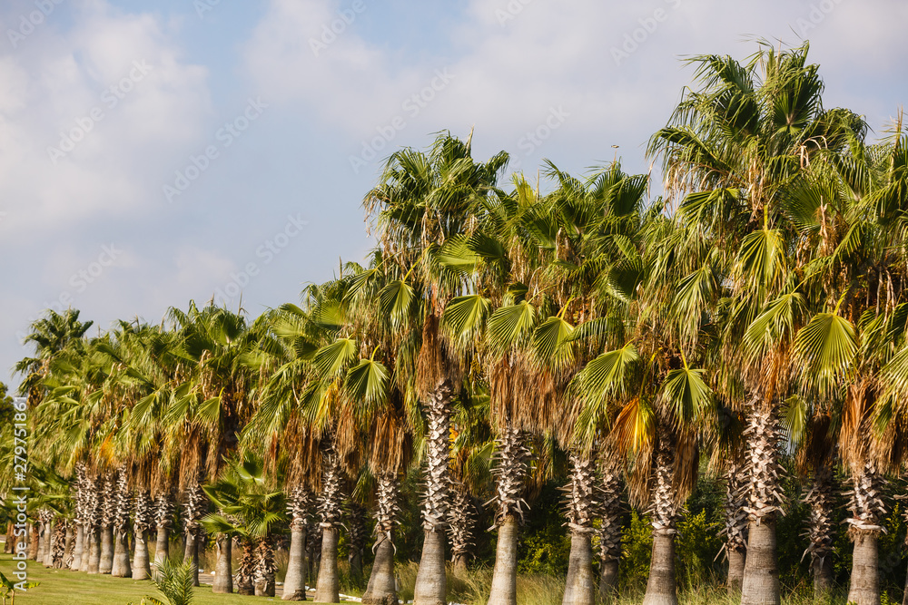 Fototapeta premium Palm trees against blue sky, Palm trees at tropical coast, vintage toned and stylized, coconut tree, summer tree,