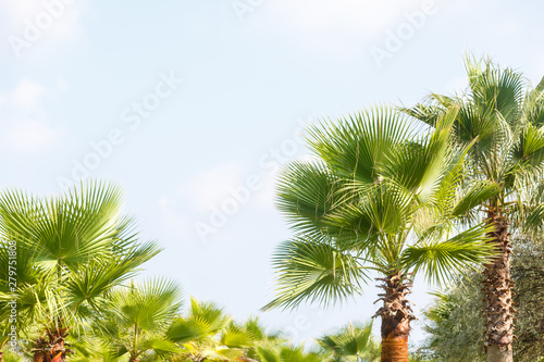 Palm trees against blue sky  Palm trees at tropical coast  vintage toned and stylized  coconut tree  summer tree  retro