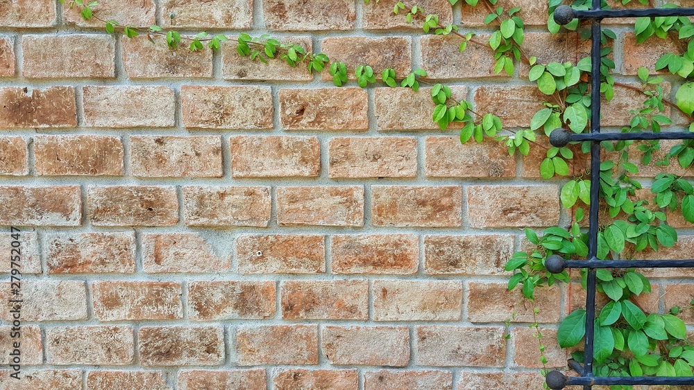 old brick wall with ivy old brick wall with ivy