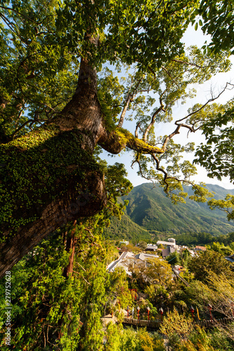 和歌山の神社の巨大な樹木と街並み