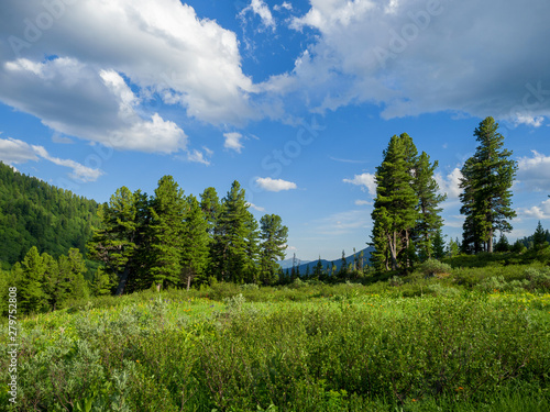 Cedars in the Siberian Natural Park Ergaki. Siberian Mountains Western Sayan