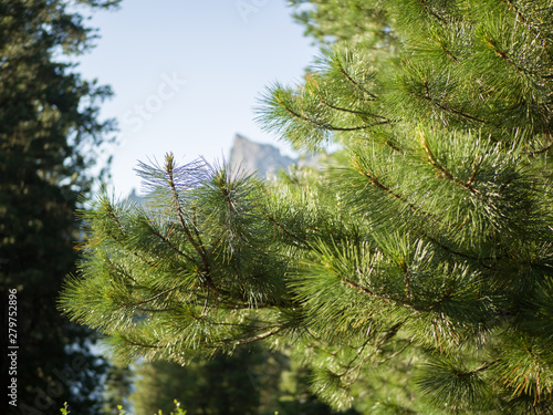 Coniferous branches of the Siberian cedar against the blue sky. Siberian taiga Western Sayan. Sunny summer day