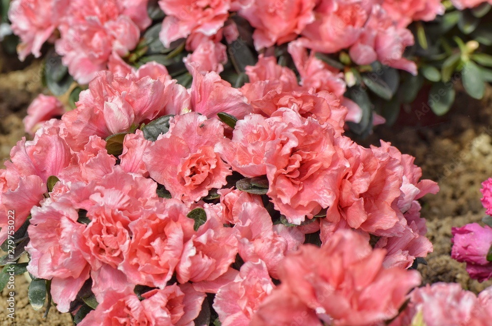 pink flowers in the garden pink flowers in the garden
