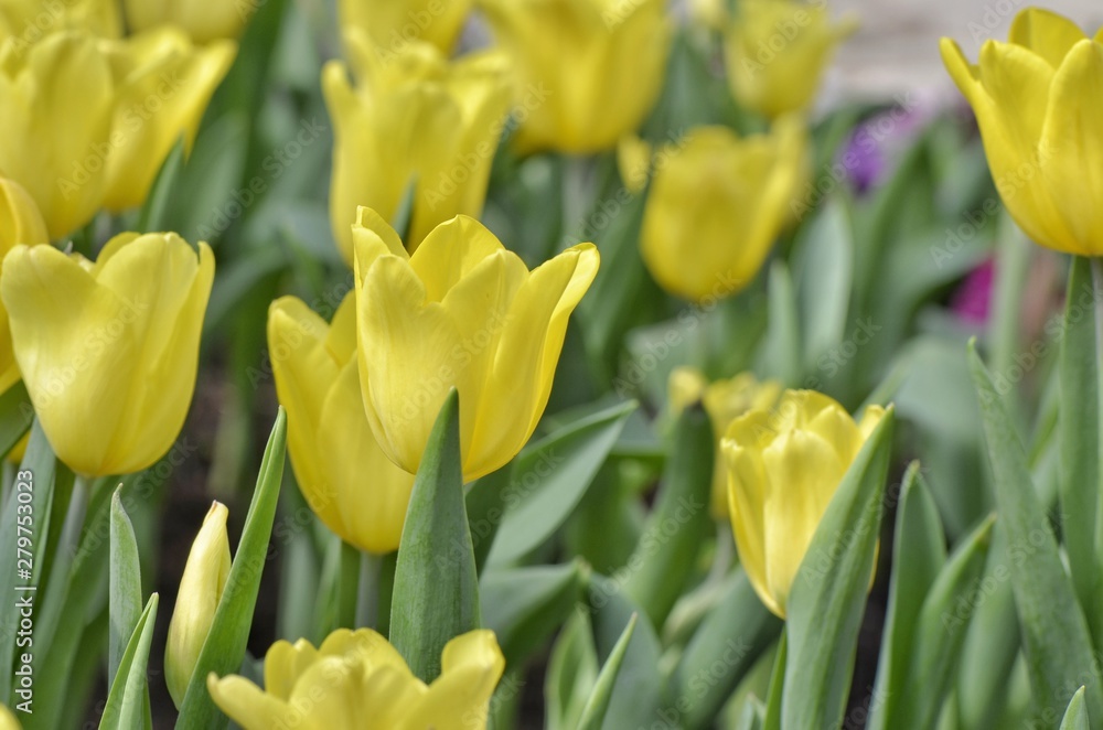 yellow tulips in the garden yellow tulips in the garden