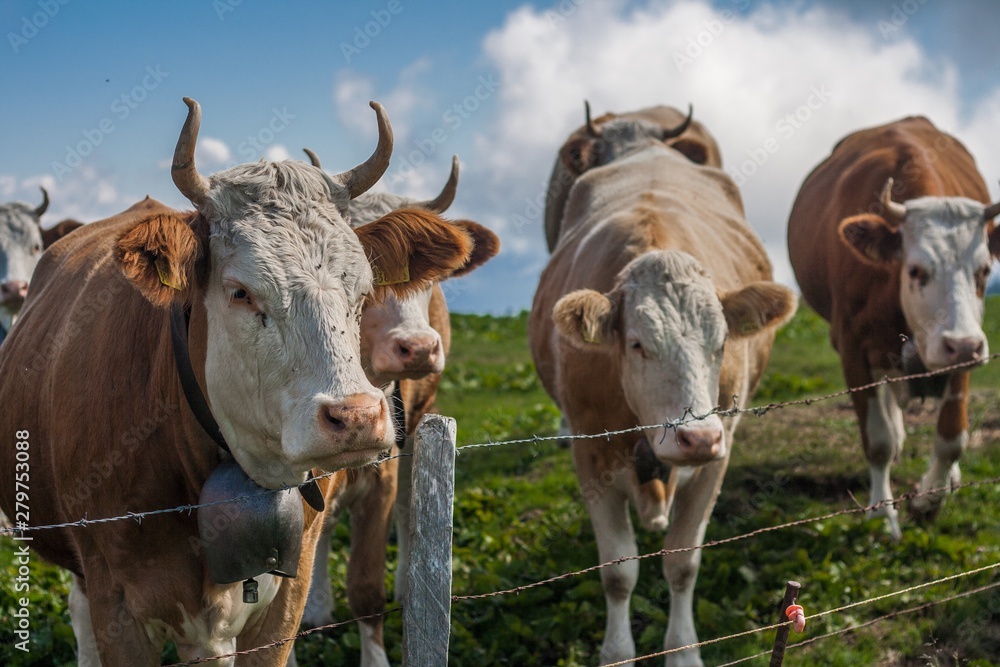 Beautiful swiss alps mountains. Alpine meadows. Farm. Cows. Beautiful swiss alps mountains. Alpine meadows. Farm. Cows.