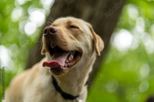 Fototapeta Naklejka Na Ścianę i Meble -  Animal photography. Happy and joyful yellow labrador on a walk in the forest