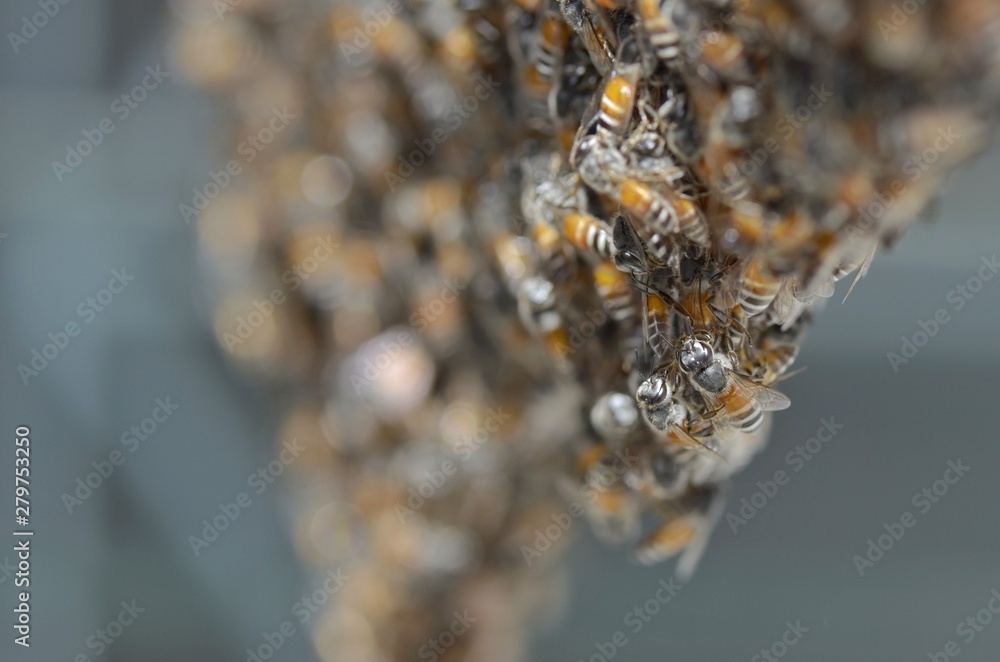 bees on honeycomb bees on honeycomb