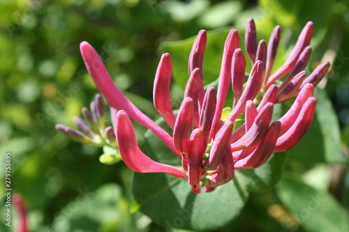 Blüte