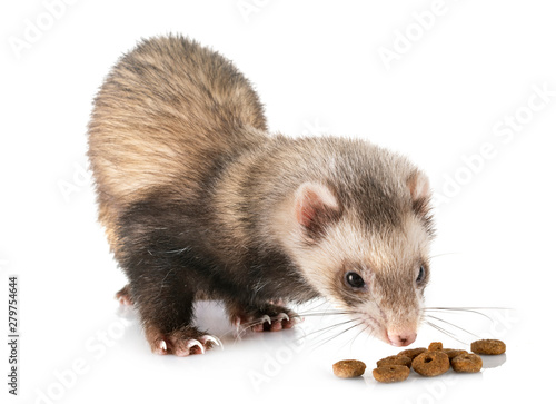 Εκτύπωση καμβά brown ferret in studio