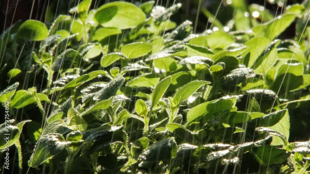 Close up of Rain Falling On Oregano Plant leaves In Garden, Lit By Sun From Behind Close up of Rain Falling On Oregano Plant leaves In Garden, Lit By Sun From Behind