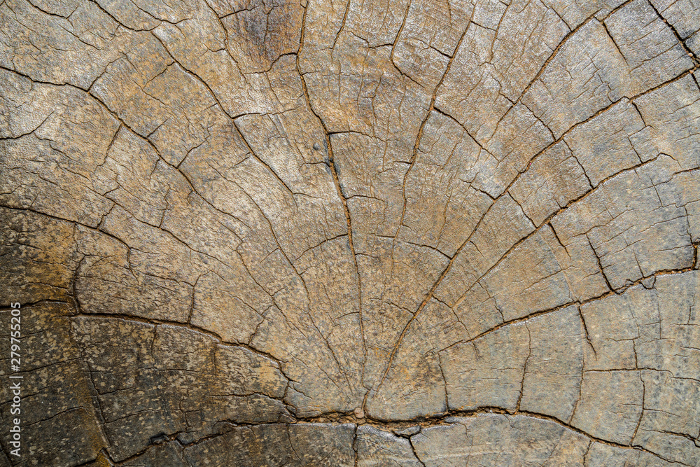 Fototapeta premium Wood surface