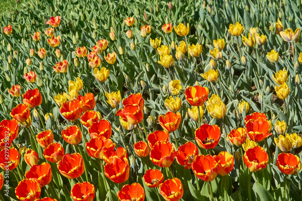 Beautiful orange and yellow tulip fields in spring, natural background