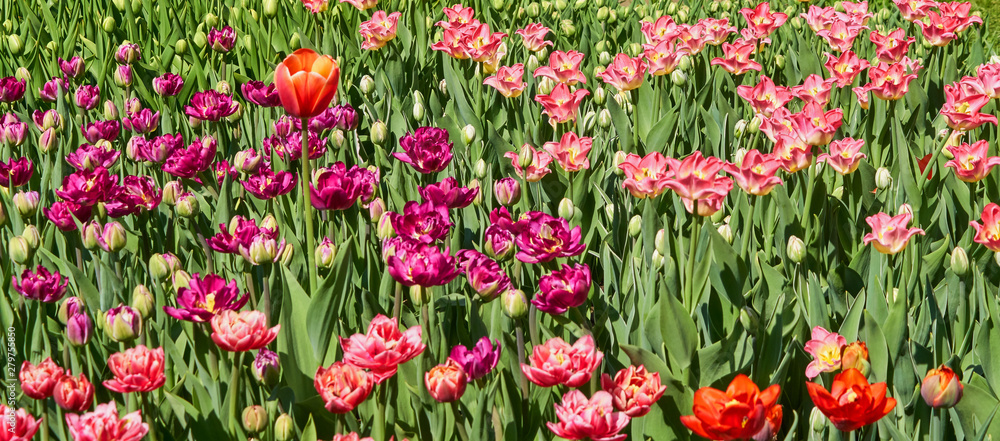 Beautiful pink and purple tulip fields in spring, natural background, banner