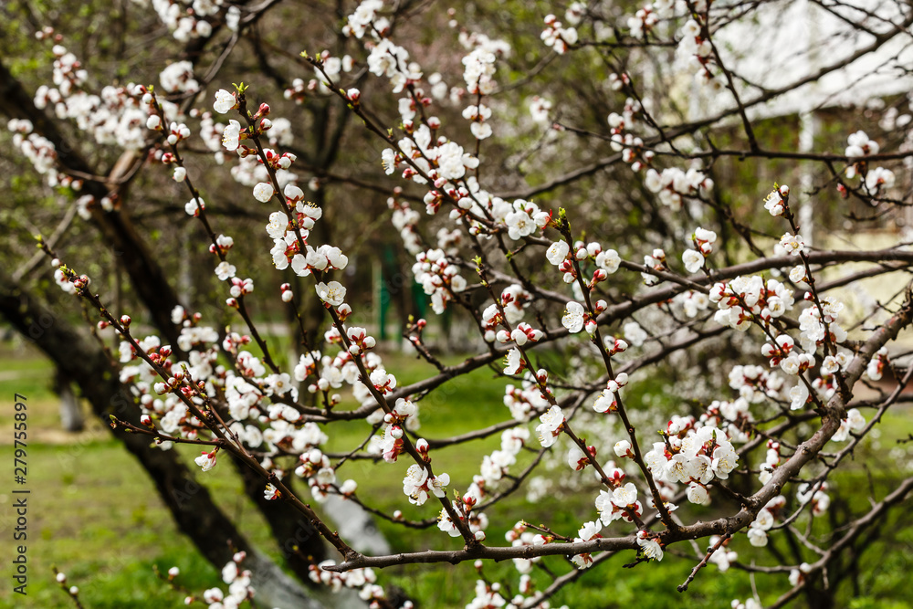 Beautiful white branches of a blooming apricots in the spring in the background blue sky the bee Beautiful white branches of a blooming apricots in the spring in the background blue sky the bee