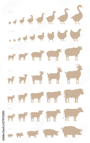 Grow up animal set. Farm stages of growth set. Breeding husbandry production. Animation progression. Cow and bull, duck and chicken. Sheep and pig. Flat vector silhouette.