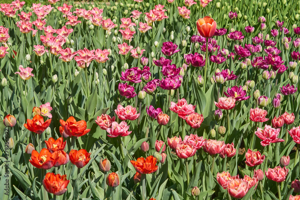 Beautiful pink and red tulip fields in spring, natural background