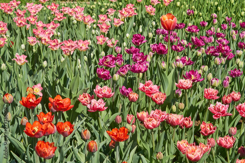 Beautiful pink and red tulip fields in spring, natural background