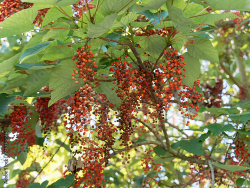 Idesia polycarpa vestita. Baies rouge-orange écarlates en été photo