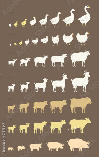 Grow up animal set. Farm stages of growth set. Breeding husbandry production. Animation progression. Cow and bull, duck and chicken. Sheep and pig. Flat vector.